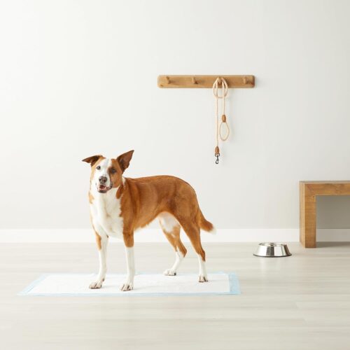 Amazon Basics Dog and Puppy Pee Pads with Leak-Proof Quick-Dry Design for Potty Training, Standard Absorbency, Regular Size, 22 x 22 Inches, Pack of 100, Blue & White - Image 11