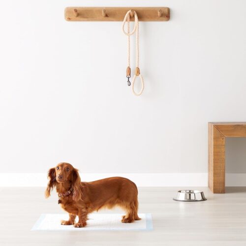 Amazon Basics Dog and Puppy Pee Pads with Leak-Proof Quick-Dry Design for Potty Training, Standard Absorbency, Regular Size, 22 x 22 Inches, Pack of 100, Blue & White - Image 18