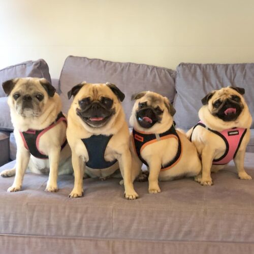 Best Pet Supplies Voyager Step-in Air Dog Harness - All Weather Mesh, Reflective, No Pull Harness for Small, Medium Dogs, Cats - Secure with Hook & Loop Fastener, Buckle, Double D-Rings - Fuchsia, S - Image 8