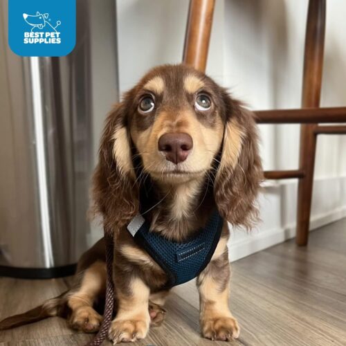Best Pet Supplies Voyager Step-in Air Dog Harness - All Weather Mesh, Reflective, No Pull Harness for Small, Medium Dogs, Cats - Secure with Hook & Loop Fastener, Buckle, Double D-Rings - Fuchsia, S - Image 11