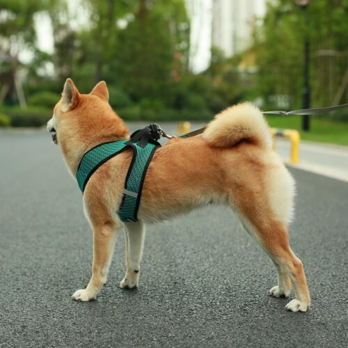 Best Pet Supplies Voyager Step-in Air Dog Harness - All Weather Mesh, Reflective, No Pull Harness for Small, Medium Dogs, Cats - Secure with Hook & Loop Fastener, Buckle, Double D-Rings - Fuchsia, S - Image 19