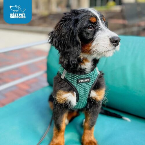 Best Pet Supplies Voyager Step-in Air Dog Harness - All Weather Mesh, Reflective, No Pull Harness for Small, Medium Dogs, Cats - Secure with Hook & Loop Fastener, Buckle, Double D-Rings - Fuchsia, S - Image 20