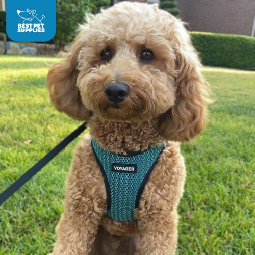Best Pet Supplies Voyager Step-in Air Dog Harness - All Weather Mesh, Reflective, No Pull Harness for Small, Medium Dogs, Cats - Secure with Hook & Loop Fastener, Buckle, Double D-Rings - Fuchsia, S - Image 21