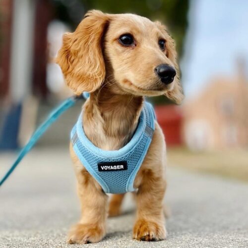 Best Pet Supplies Voyager Step-in Air Dog Harness - All Weather Mesh, Reflective, No Pull Harness for Small, Medium Dogs, Cats - Secure with Hook & Loop Fastener, Buckle, Double D-Rings - Fuchsia, S - Image 29