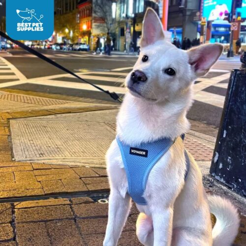 Best Pet Supplies Voyager Step-in Air Dog Harness - All Weather Mesh, Reflective, No Pull Harness for Small, Medium Dogs, Cats - Secure with Hook & Loop Fastener, Buckle, Double D-Rings - Fuchsia, S - Image 31