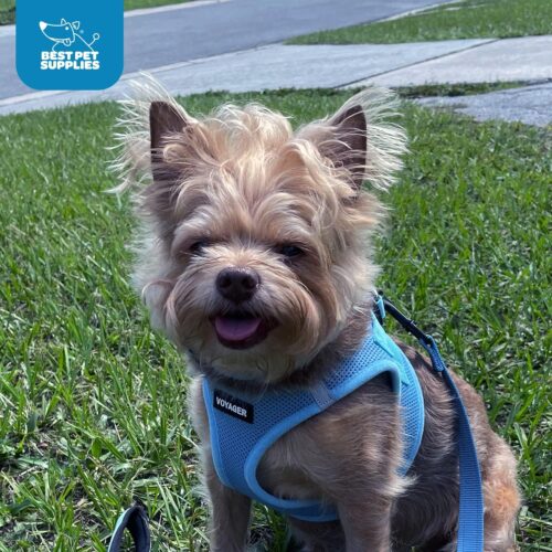 Best Pet Supplies Voyager Step-in Air Dog Harness - All Weather Mesh, Reflective, No Pull Harness for Small, Medium Dogs, Cats - Secure with Hook & Loop Fastener, Buckle, Double D-Rings - Fuchsia, S - Image 32