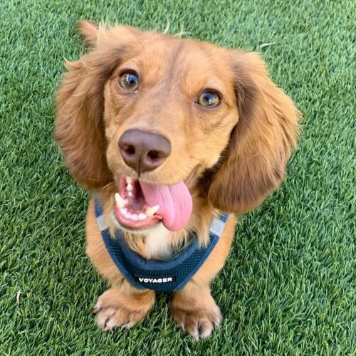 Best Pet Supplies Voyager Step-in Air Dog Harness - All Weather Mesh, Reflective, No Pull Harness for Small, Medium Dogs, Cats - Secure with Hook & Loop Fastener, Buckle, Double D-Rings - Fuchsia, S - Image 39