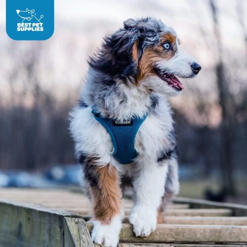 Best Pet Supplies Voyager Step-in Air Dog Harness - All Weather Mesh, Reflective, No Pull Harness for Small, Medium Dogs, Cats - Secure with Hook & Loop Fastener, Buckle, Double D-Rings - Fuchsia, S - Image 41