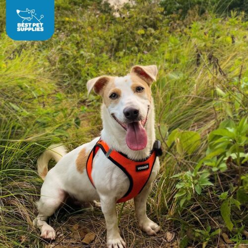 Best Pet Supplies Voyager Step-in Air Dog Harness - All Weather Mesh, Reflective, No Pull Harness for Small, Medium Dogs, Cats - Secure with Hook & Loop Fastener, Buckle, Double D-Rings - Fuchsia, S - Image 49