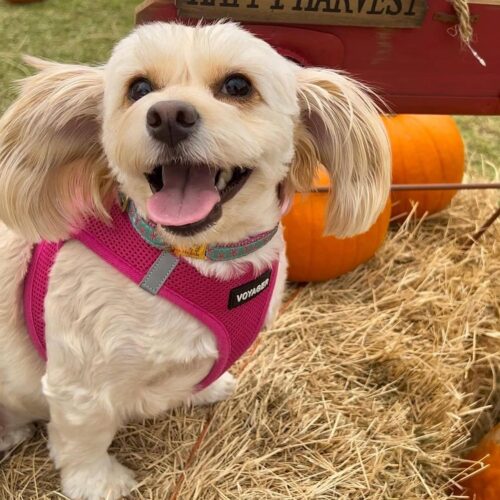 Best Pet Supplies Voyager Step-in Air Dog Harness - All Weather Mesh, Reflective, No Pull Harness for Small, Medium Dogs, Cats - Secure with Hook & Loop Fastener, Buckle, Double D-Rings - Fuchsia, S - Image 55