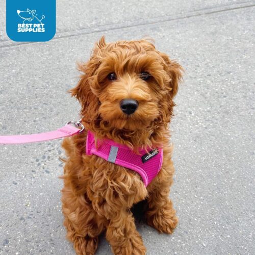 Best Pet Supplies Voyager Step-in Air Dog Harness - All Weather Mesh, Reflective, No Pull Harness for Small, Medium Dogs, Cats - Secure with Hook & Loop Fastener, Buckle, Double D-Rings - Fuchsia, S - Image 56