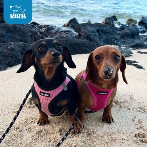 Best Pet Supplies Voyager Step-in Air Dog Harness - All Weather Mesh, Reflective, No Pull Harness for Small, Medium Dogs, Cats - Secure with Hook & Loop Fastener, Buckle, Double D-Rings - Fuchsia, S - Image 57