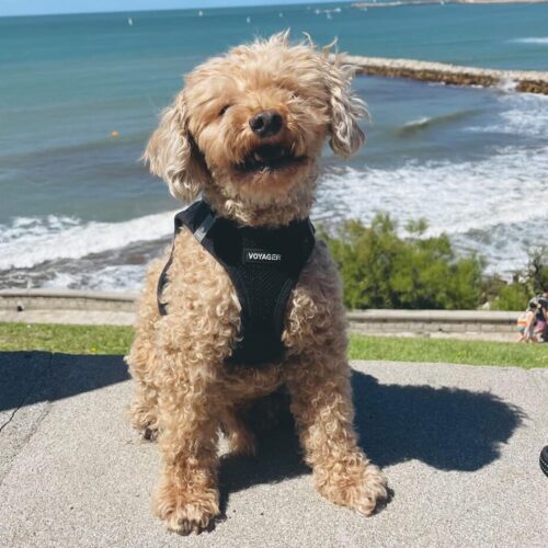 Best Pet Supplies Voyager Step-in Air Dog Harness - All Weather Mesh, Reflective, No Pull Harness for Small, Medium Dogs, Cats - Secure with Hook & Loop Fastener, Buckle, Double D-Rings - Fuchsia, S - Image 64