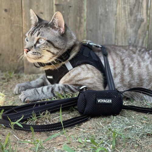 Best Pet Supplies Voyager Step-in Air Dog Harness - All Weather Mesh, Reflective, No Pull Harness for Small, Medium Dogs, Cats - Secure with Hook & Loop Fastener, Buckle, Double D-Rings - Fuchsia, S - Image 65