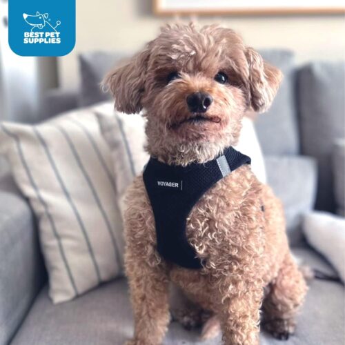 Best Pet Supplies Voyager Step-in Air Dog Harness - All Weather Mesh, Reflective, No Pull Harness for Small, Medium Dogs, Cats - Secure with Hook & Loop Fastener, Buckle, Double D-Rings - Fuchsia, S - Image 66