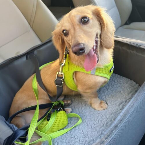 Best Pet Supplies Voyager Step-in Air Dog Harness - All Weather Mesh, Reflective, No Pull Harness for Small, Medium Dogs, Cats - Secure with Hook & Loop Fastener, Buckle, Double D-Rings - Fuchsia, S - Image 74