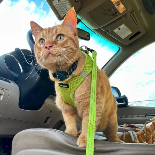 Best Pet Supplies Voyager Step-in Air Dog Harness - All Weather Mesh, Reflective, No Pull Harness for Small, Medium Dogs, Cats - Secure with Hook & Loop Fastener, Buckle, Double D-Rings - Fuchsia, S - Image 75