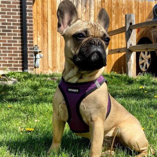 Best Pet Supplies Voyager Step-in Air Dog Harness - All Weather Mesh, Reflective, No Pull Harness for Small, Medium Dogs, Cats - Secure with Hook & Loop Fastener, Buckle, Double D-Rings - Fuchsia, S - Image 82