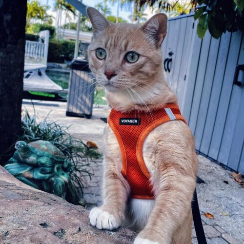 Best Pet Supplies Voyager Step-in Air Dog Harness - All Weather Mesh, Reflective, No Pull Harness for Small, Medium Dogs, Cats - Secure with Hook & Loop Fastener, Buckle, Double D-Rings - Fuchsia, S - Image 92