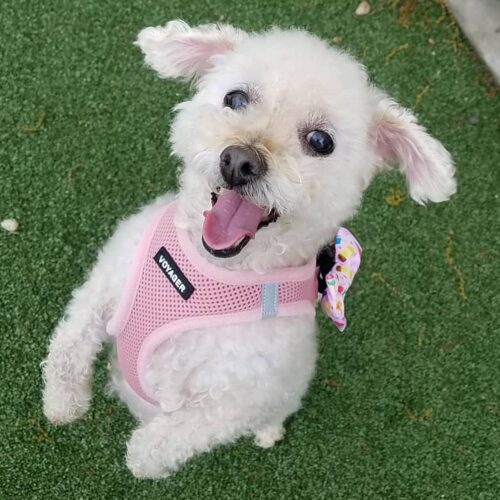 Best Pet Supplies Voyager Step-in Air Dog Harness - All Weather Mesh, Reflective, No Pull Harness for Small, Medium Dogs, Cats - Secure with Hook & Loop Fastener, Buckle, Double D-Rings - Fuchsia, S - Image 100