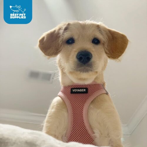 Best Pet Supplies Voyager Step-in Air Dog Harness - All Weather Mesh, Reflective, No Pull Harness for Small, Medium Dogs, Cats - Secure with Hook & Loop Fastener, Buckle, Double D-Rings - Fuchsia, S - Image 102