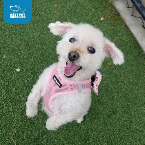 Best Pet Supplies Voyager Step-in Air Dog Harness - All Weather Mesh, Reflective, No Pull Harness for Small, Medium Dogs, Cats - Secure with Hook & Loop Fastener, Buckle, Double D-Rings - Fuchsia, S - Image 103