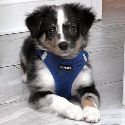 Best Pet Supplies Voyager Step-in Air Dog Harness - All Weather Mesh, Reflective, No Pull Harness for Small, Medium Dogs, Cats - Secure with Hook & Loop Fastener, Buckle, Double D-Rings - Fuchsia, S - Image 110
