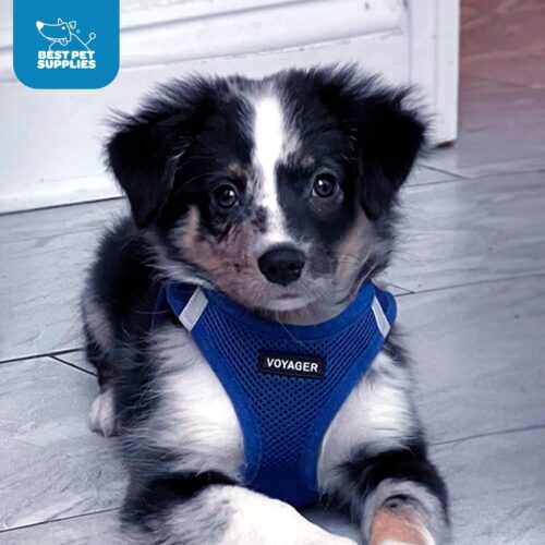 Best Pet Supplies Voyager Step-in Air Dog Harness - All Weather Mesh, Reflective, No Pull Harness for Small, Medium Dogs, Cats - Secure with Hook & Loop Fastener, Buckle, Double D-Rings - Fuchsia, S - Image 111