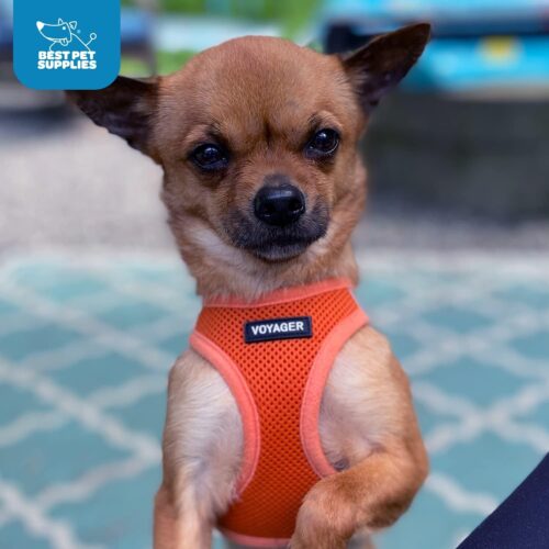 Best Pet Supplies Voyager Step-in Air Dog Harness - All Weather Mesh, Reflective, No Pull Harness for Small, Medium Dogs, Cats - Secure with Hook & Loop Fastener, Buckle, Double D-Rings - Fuchsia, S - Image 120