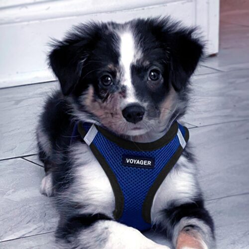 Best Pet Supplies Voyager Step-in Air Dog Harness - All Weather Mesh, Reflective, No Pull Harness for Small, Medium Dogs, Cats - Secure with Hook & Loop Fastener, Buckle, Double D-Rings - Fuchsia, S - Image 127
