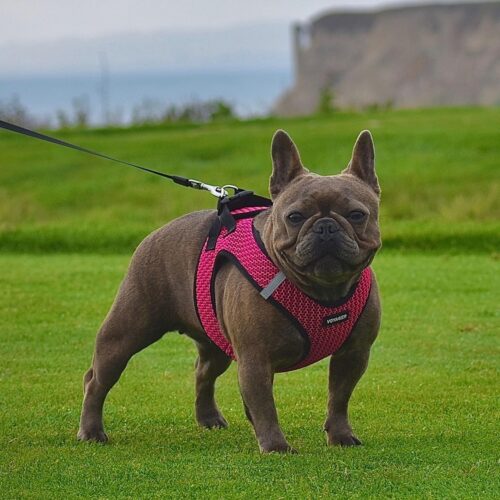 Best Pet Supplies Voyager Step-in Air Dog Harness - All Weather Mesh, Reflective, No Pull Harness for Small, Medium Dogs, Cats - Secure with Hook & Loop Fastener, Buckle, Double D-Rings - Fuchsia, S - Image 135