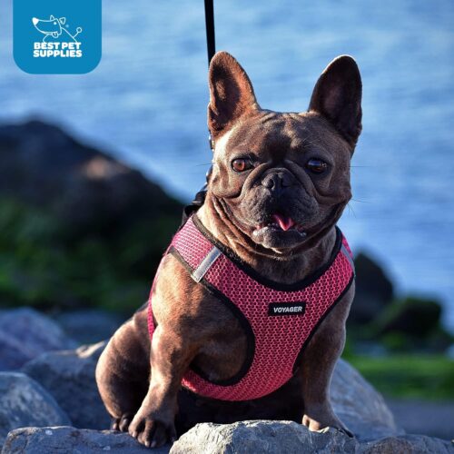 Best Pet Supplies Voyager Step-in Air Dog Harness - All Weather Mesh, Reflective, No Pull Harness for Small, Medium Dogs, Cats - Secure with Hook & Loop Fastener, Buckle, Double D-Rings - Fuchsia, S - Image 136