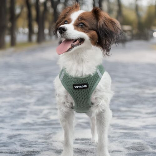 Best Pet Supplies Voyager Step-in Air Dog Harness - All Weather Mesh, Reflective, No Pull Harness for Small, Medium Dogs, Cats - Secure with Hook & Loop Fastener, Buckle, Double D-Rings - Fuchsia, S - Image 143