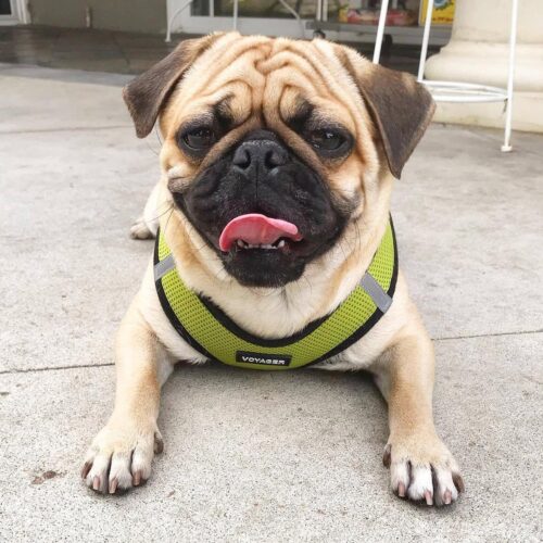 Best Pet Supplies Voyager Step-in Air Dog Harness - All Weather Mesh, Reflective, No Pull Harness for Small, Medium Dogs, Cats - Secure with Hook & Loop Fastener, Buckle, Double D-Rings - Fuchsia, S - Image 150