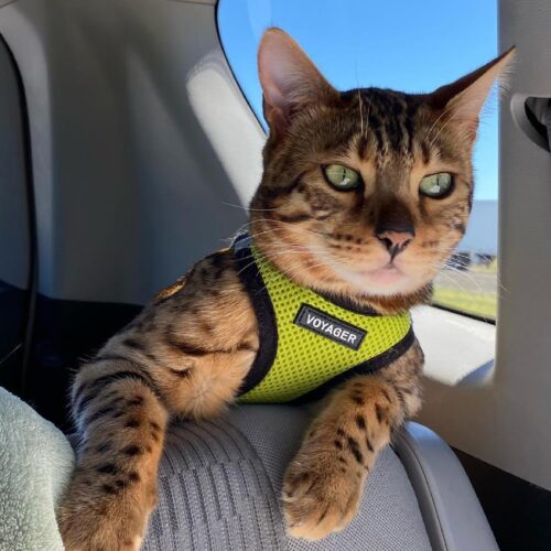 Best Pet Supplies Voyager Step-in Air Dog Harness - All Weather Mesh, Reflective, No Pull Harness for Small, Medium Dogs, Cats - Secure with Hook & Loop Fastener, Buckle, Double D-Rings - Fuchsia, S - Image 151