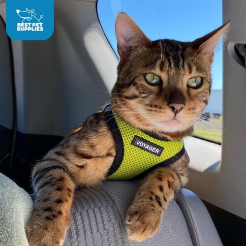 Best Pet Supplies Voyager Step-in Air Dog Harness - All Weather Mesh, Reflective, No Pull Harness for Small, Medium Dogs, Cats - Secure with Hook & Loop Fastener, Buckle, Double D-Rings - Fuchsia, S - Image 152
