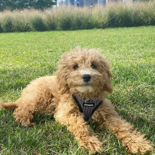 Best Pet Supplies Voyager Step-in Air Dog Harness - All Weather Mesh, Reflective, No Pull Harness for Small, Medium Dogs, Cats - Secure with Hook & Loop Fastener, Buckle, Double D-Rings - Fuchsia, S - Image 159