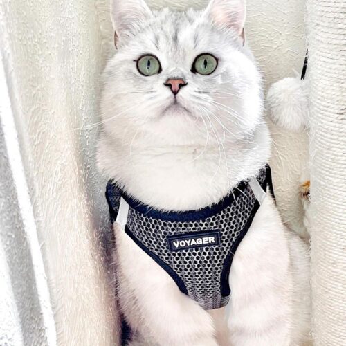 Best Pet Supplies Voyager Step-in Air Dog Harness - All Weather Mesh, Reflective, No Pull Harness for Small, Medium Dogs, Cats - Secure with Hook & Loop Fastener, Buckle, Double D-Rings - Fuchsia, S - Image 160
