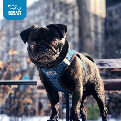Best Pet Supplies Voyager Step-in Air Dog Harness - All Weather Mesh, Reflective, No Pull Harness for Small, Medium Dogs, Cats - Secure with Hook & Loop Fastener, Buckle, Double D-Rings - Fuchsia, S - Image 161