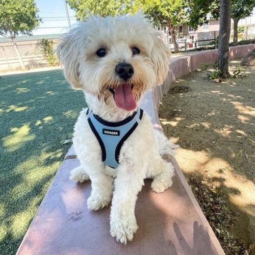Best Pet Supplies Voyager Step-in Air Dog Harness - All Weather Mesh, Reflective, No Pull Harness for Small, Medium Dogs, Cats - Secure with Hook & Loop Fastener, Buckle, Double D-Rings - Fuchsia, S - Image 168