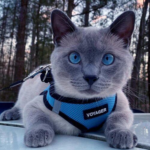 Best Pet Supplies Voyager Step-in Air Dog Harness - All Weather Mesh, Reflective, No Pull Harness for Small, Medium Dogs, Cats - Secure with Hook & Loop Fastener, Buckle, Double D-Rings - Fuchsia, S - Image 169
