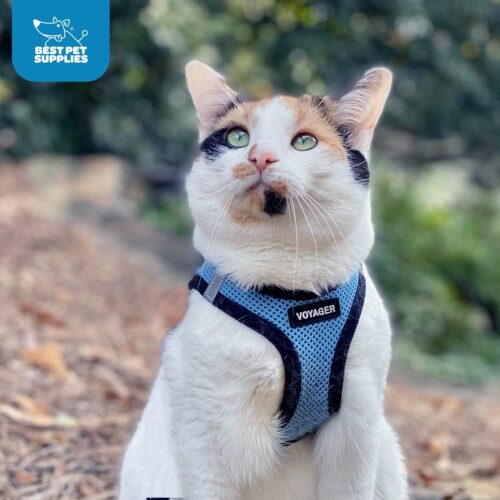 Best Pet Supplies Voyager Step-in Air Dog Harness - All Weather Mesh, Reflective, No Pull Harness for Small, Medium Dogs, Cats - Secure with Hook & Loop Fastener, Buckle, Double D-Rings - Fuchsia, S - Image 170