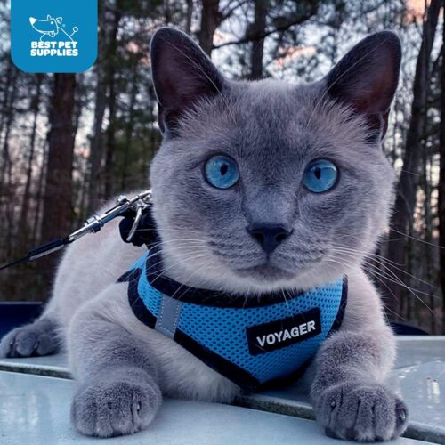 Best Pet Supplies Voyager Step-in Air Dog Harness - All Weather Mesh, Reflective, No Pull Harness for Small, Medium Dogs, Cats - Secure with Hook & Loop Fastener, Buckle, Double D-Rings - Fuchsia, S - Image 171