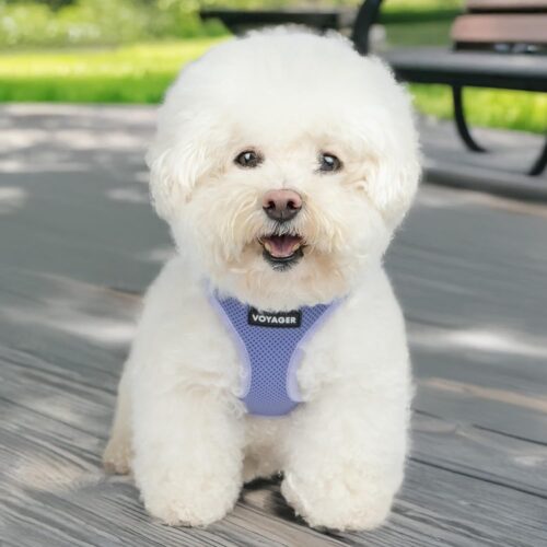 Best Pet Supplies Voyager Step-in Air Dog Harness - All Weather Mesh, Reflective, No Pull Harness for Small, Medium Dogs, Cats - Secure with Hook & Loop Fastener, Buckle, Double D-Rings - Fuchsia, S - Image 178