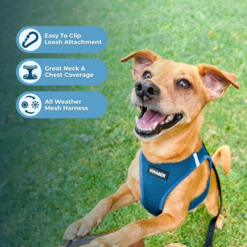 Best Pet Supplies Voyager Step-in Air Dog Harness - All Weather Mesh, Reflective, No Pull Harness for Small, Medium Dogs, Cats - Secure with Hook & Loop Fastener, Buckle, Double D-Rings - Fuchsia, S - Image 181