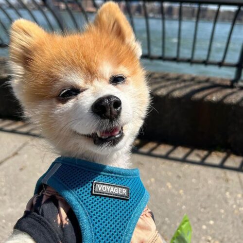 Best Pet Supplies Voyager Step-in Air Dog Harness - All Weather Mesh, Reflective, No Pull Harness for Small, Medium Dogs, Cats - Secure with Hook & Loop Fastener, Buckle, Double D-Rings - Fuchsia, S - Image 185