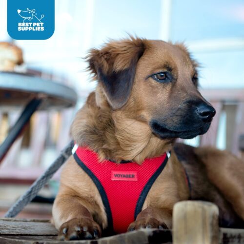 Best Pet Supplies Voyager Step-in Air Dog Harness - All Weather Mesh, Reflective, No Pull Harness for Small, Medium Dogs, Cats - Secure with Hook & Loop Fastener, Buckle, Double D-Rings - Fuchsia, S - Image 187
