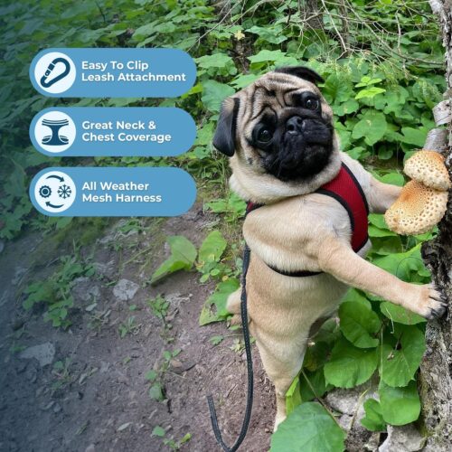 Best Pet Supplies Voyager Step-in Air Dog Harness - All Weather Mesh, Reflective, No Pull Harness for Small, Medium Dogs, Cats - Secure with Hook & Loop Fastener, Buckle, Double D-Rings - Fuchsia, S - Image 191