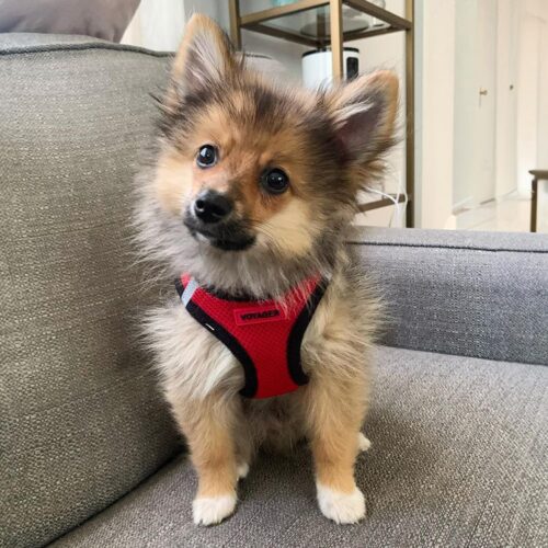 Best Pet Supplies Voyager Step-in Air Dog Harness - All Weather Mesh, Reflective, No Pull Harness for Small, Medium Dogs, Cats - Secure with Hook & Loop Fastener, Buckle, Double D-Rings - Fuchsia, S - Image 195