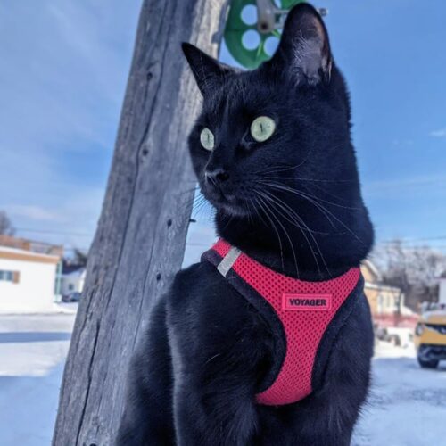 Best Pet Supplies Voyager Step-in Air Dog Harness - All Weather Mesh, Reflective, No Pull Harness for Small, Medium Dogs, Cats - Secure with Hook & Loop Fastener, Buckle, Double D-Rings - Fuchsia, S - Image 196